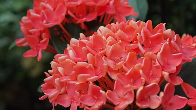 Ixora Flowers Blooming in Nature.
