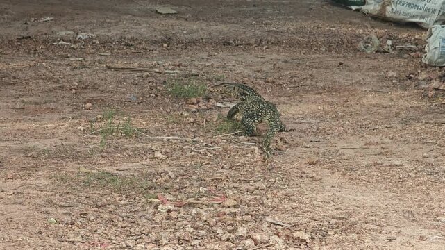 The monitor animal in nature.