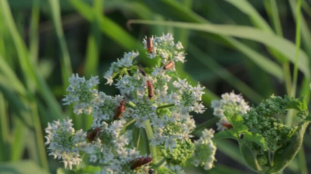 Massenhafte Paarung von K&auml;fern auf einer Pflanze