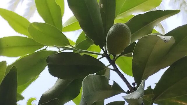 Fresh ripe Nagami Kumquat fruit hanging on tree branch with green leaves. Oval orange citrus fruit in the garden. Tropical agriculture and healthy food concept