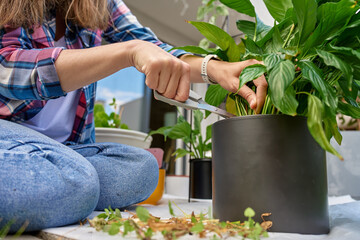 Fototapeta na wymiar Woman trims stems of a peace lily (Spathiphyllum) with scissors while caring for a large potted houseplant at home. Cut leaves and plant material lie nearby as she maintains the plant.