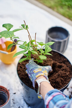Gardener plants young hydrangea seedling in metal planter with dark potting soil. Nursery pots and tools nearby on patio.