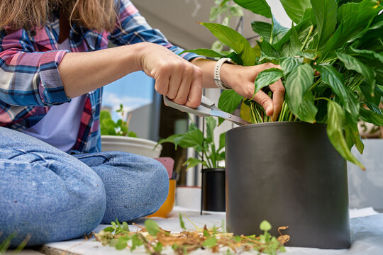 Woman trims stems of a peace lily (Spathiphyllum) with scissors while caring for a large potted houseplant at home. Cut leaves and plant material lie nearby as she maintains the plant.