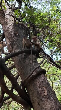 A wild toque macaque family grooms, bonds, and plays together in the trees near an ancient Sri Lankan temple, with a mother carrying her baby, showing natural primate behavior in a tropical forest hab
