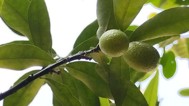 Fresh ripe Nagami Kumquat fruit hanging on tree branch with green leaves. Oval orange citrus fruit in the garden. Tropical agriculture and healthy food concept
