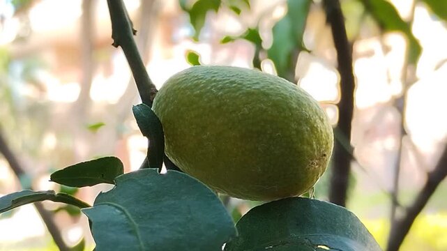 Fresh ripe Nagami Kumquat fruit hanging on tree branch with green leaves. Oval orange citrus fruit in the garden. Tropical agriculture and healthy food concept
