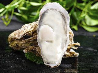 Fresh Oysters on Slate with Green Herbs - Premium Seafood Studio Photography © DinhThi
