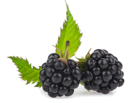 Blackberry isolated on a white background.