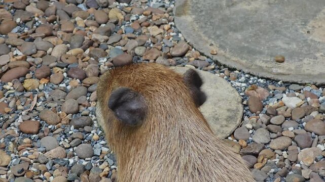 Cute capybara is walking around.