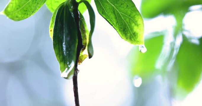 Rainwater dripping splashing from green leaves; slow motion monsoon canopy precipitation sequence