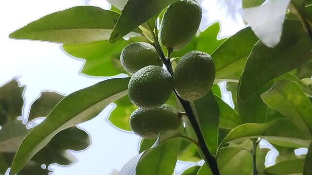 Fresh ripe Nagami Kumquat fruit hanging on tree branch with green leaves. Oval orange citrus fruit in the garden. Tropical agriculture and healthy food concept