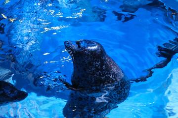 Spotted seal in bright blue water © Wang Dan