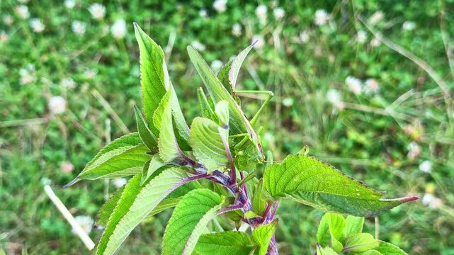 Close view of a green Grasshopper aka Omocestus viridulus sitting among fresh vegetation in meadow surroundings.