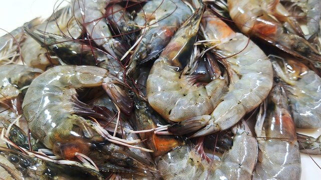 fresh shrimp seafood close up background.
