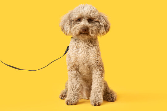 Cute lagotto romagnolo dog with curly brown fur and a black leash sitting patiently on a bright yellow background, the obedient canine is isolated on a bright yellow background with ample copy space
