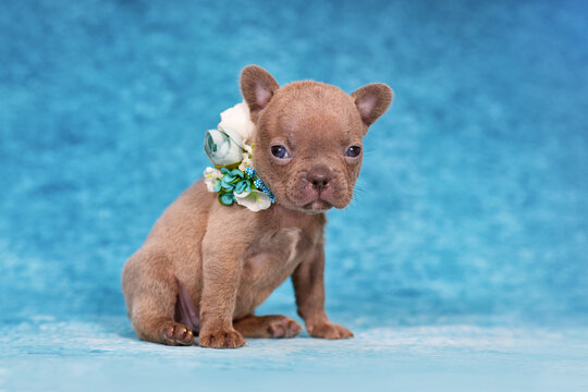 Cute young Lilac Brindle French Bulldog puppy with flower collar