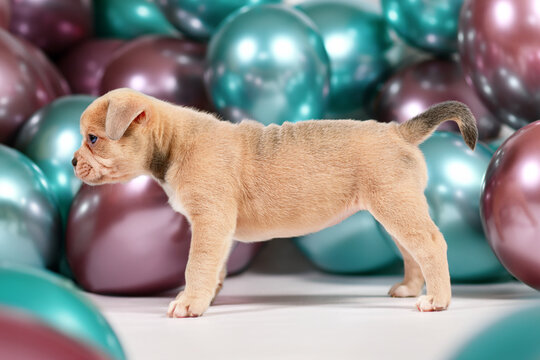 Cute 6 weeks old healthy cream colored French Bulldog dog puppy with tail standing in front of colorful balloons background