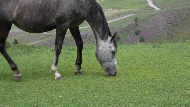 close up of a grey foal in the meadow in the mountains