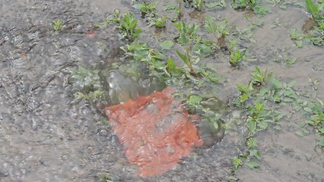 Extreme close-up of clean water bubbling and gushing intensely from the ground due to a pipe burst.