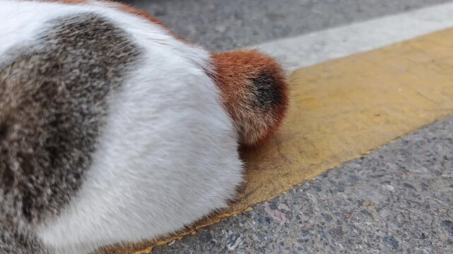 The cute cat with stubby tail.