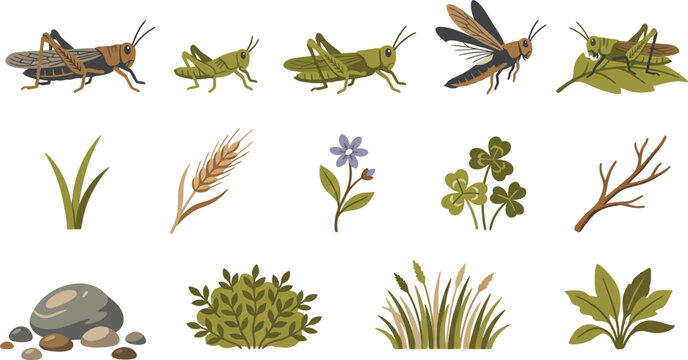 Collection of locust insect life cycle stages with various field plants grass blades wheat and natural elements