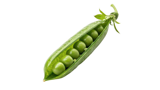 Fresh green organic pea pod split open isolated on transparent background