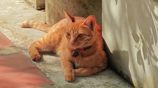 Orange cat lying on the floor.