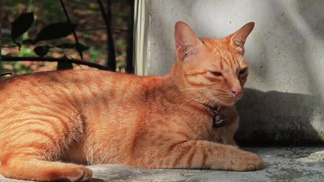 Orange cat lying on the floor.