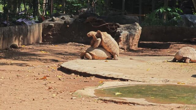 Tortoise mating. The male turtle climbs onto the back of the female.