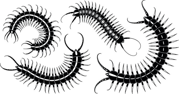Set of black centipede silhouettes in various crawling poses vector illustration isolated on white background.
