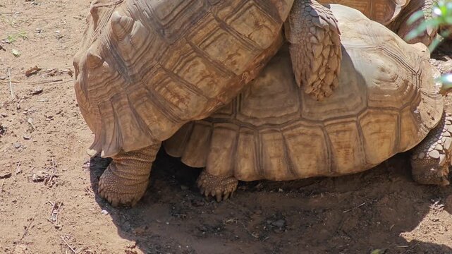 Tortoise mating. The male turtle climbs onto the back of the female.