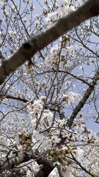 A close-up shot of a cherry blossom tree in full bloom against a blue sky.