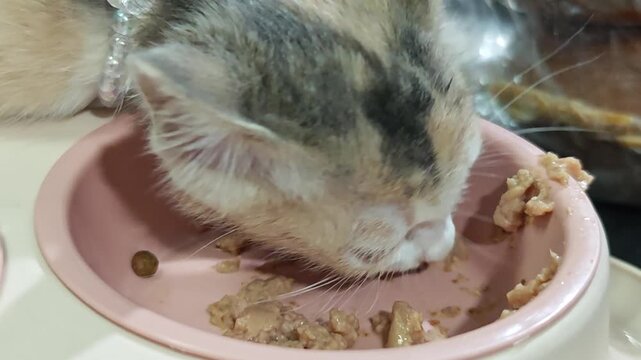 Kitten eat wet cat food.