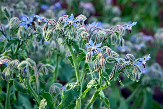 Borretsch ( Borago officinalis ).