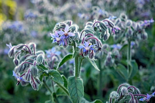 Borretsch ( Borago officinalis ).