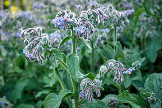 Borretsch ( Borago officinalis ).