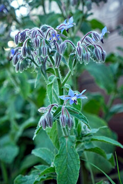 Borretsch ( Borago officinalis ).