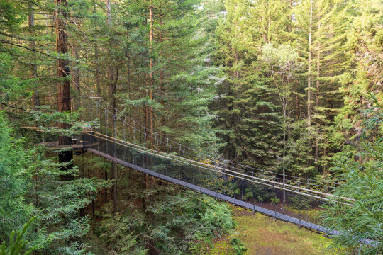 A suspension bridge between California redwood trees at the Redwoods Treewalk, an ecotourism attraction in Whakarewarewa Forest, Rotorua, New Zealand