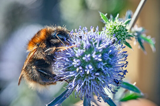 Ackerhummel ( Bombus pascuorum ).