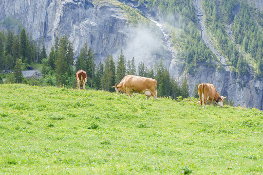 Beautiful scenic view of Simmental or Fleckvieh Cows with cowbell grazing on colorful wildflower green meadow in summer. Spectacular snow capped European Alps mountains in background, alpine landscape