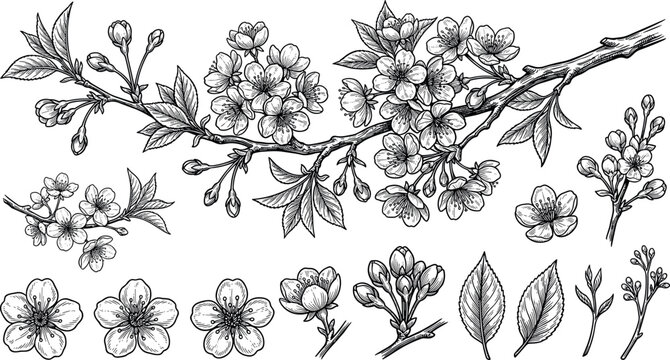 Vintage hand drawn cherry blossom branch vector illustration set featuring engraving style spring sakura flowers buds and leaves for botanical packaging design.