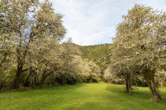Rows of bare winter trees smothered in lichen. Photographed near Rotorua, New Zealand