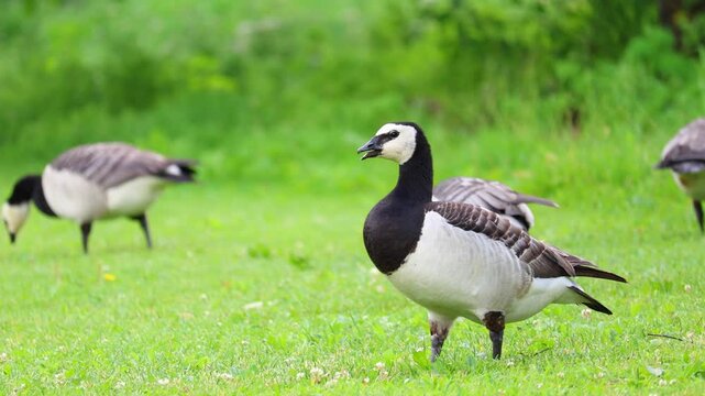 Barnacle goose walking and feeding on fresh green grass in a natural park. Ideal for wildlife, birds, nature, and birdwatching concepts.