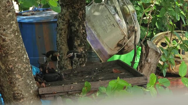 The mother bird is feeding her baby.