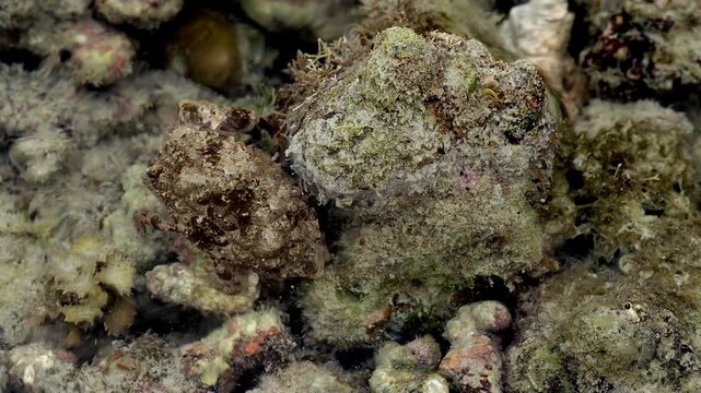 Decorator Crab Camposcia retusa Camouflaged While Feeding on Coral Rock