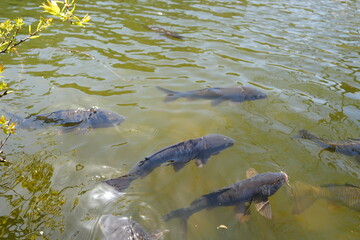 Fototapeta premium Cheongsong Jusanji Pond freshwater fish swimming under green water surface 