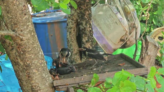 The mother bird is feeding her baby.