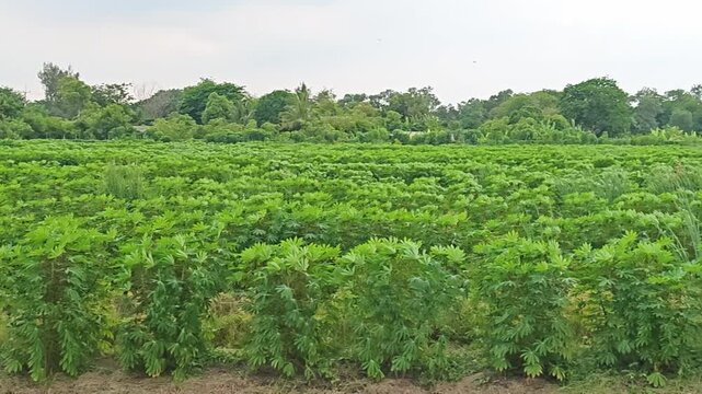 Cassava plantation in the nature.