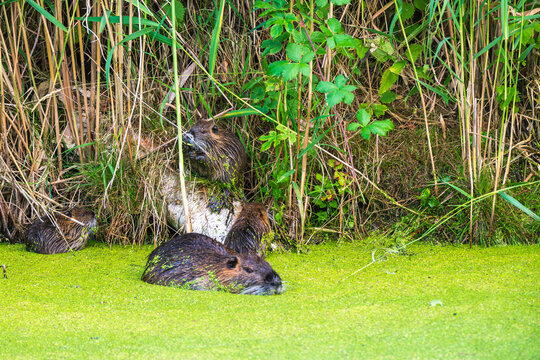 Ein Nutria mit Jungtieren