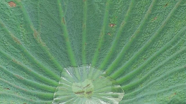 Water in lotus leaf in pond.